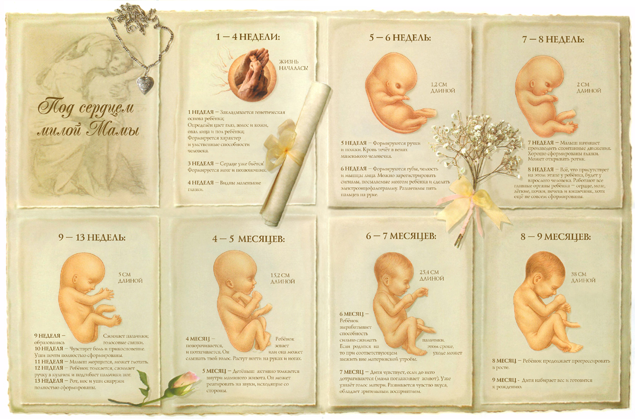 4 этапа рождения. Календарь внутриутробного развития ребенка. Календарь внутриутробного развития ребенка по неделям. Зародыш ребенка по месяцам. Развитие малыша по неделям беременности.