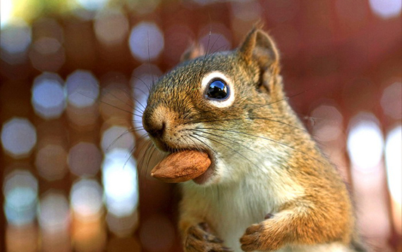rodents-5