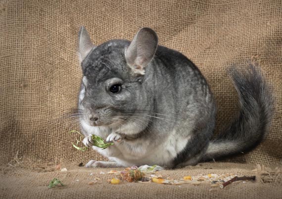 chinchilla_04