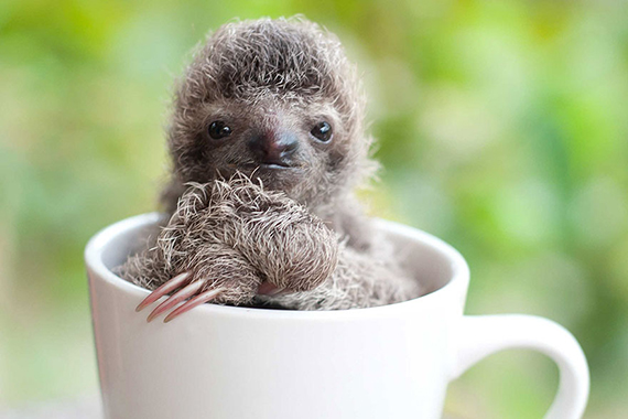 Маленький ленивец сидит в чашке