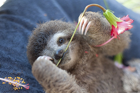Ленивец держит в зубах цветок