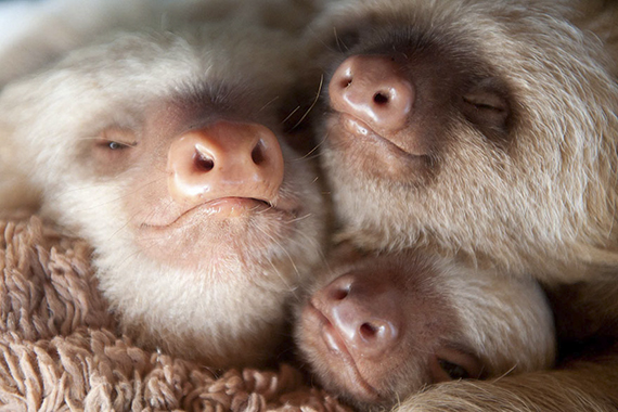 Спящие ленивцы