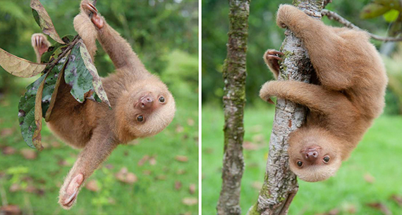 cute-baby-sloth-institute-costa-rica-sam-trull-31