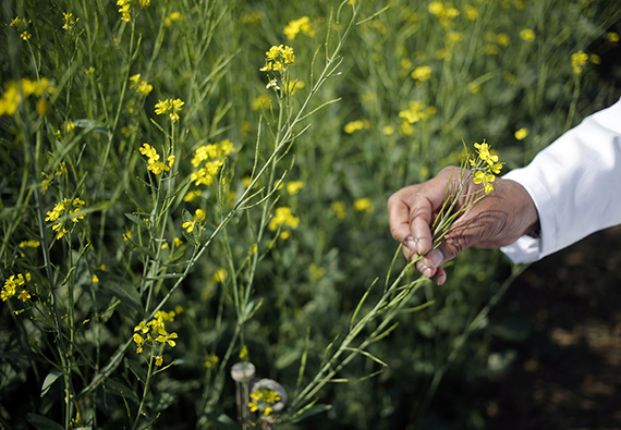 A scientist holds a genetically modified (GM) rapeseed crop under trial in New Delhi February 13, 2015. Picture taken February 13, 2015. REUTERS/Anindito Mukherjee