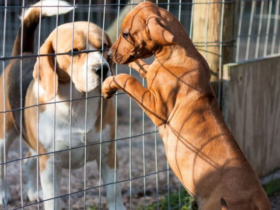 Dog_shelter_10-650x488