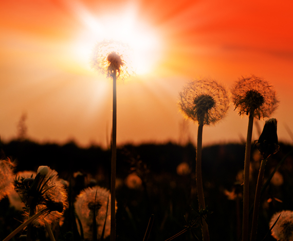 Dandelion Blowballs at Sunset