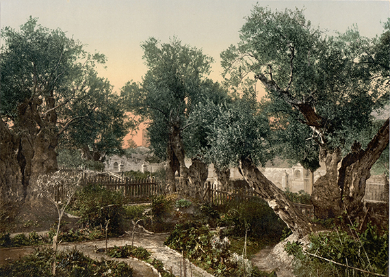 garden-of-gethsemane