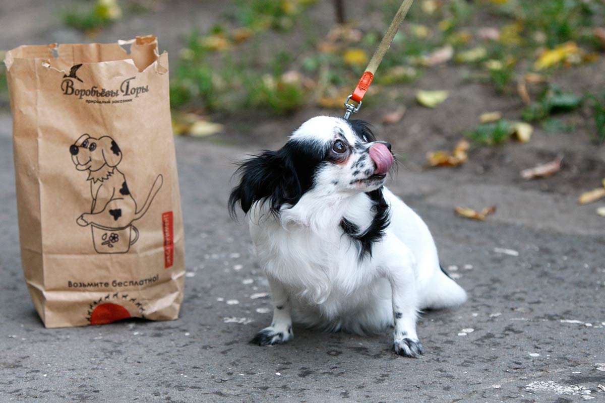 5 способов создать гигиеничную и безопасную прогулку собаки 5 способов, как сделать прогулку собаки гигиеничной и безопасной