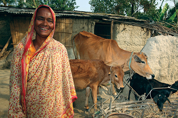 Улыбающаяся женщина на фоне коров, Бангладеш