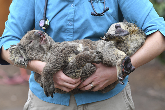 Лечение коал, спасенных от пожаров