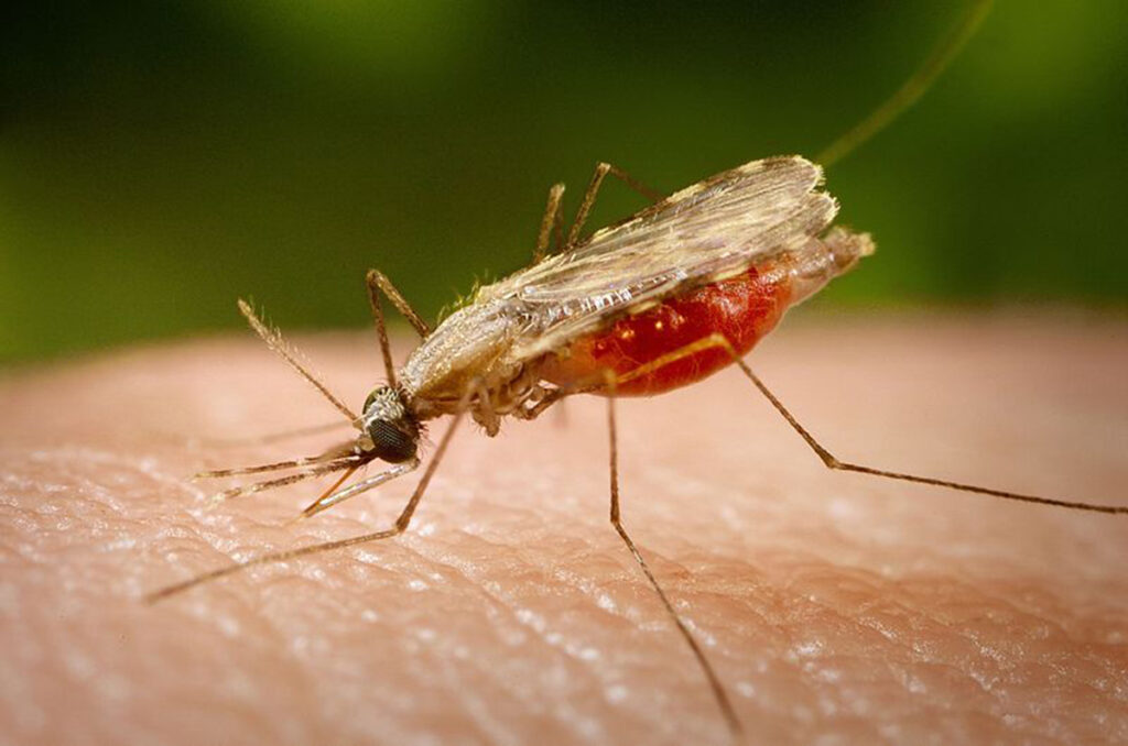 Малярийный комар Anopheles minimus