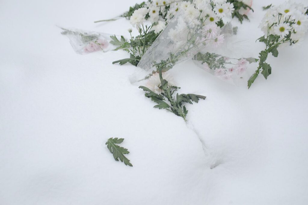 Цветы в снегу на Смоленском кладбище