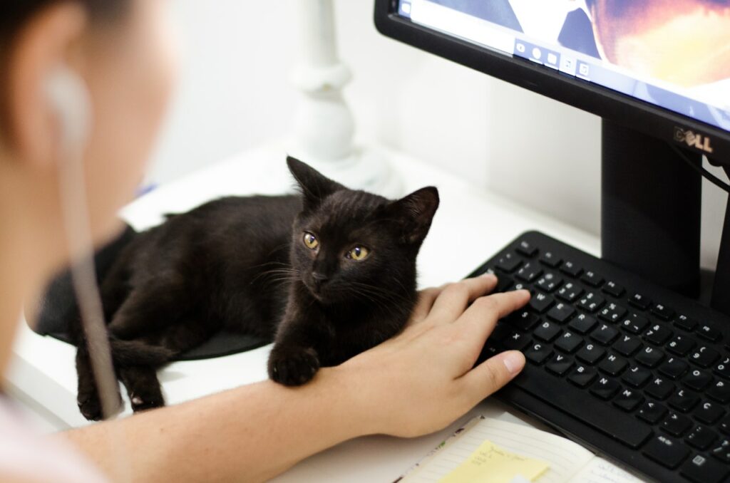 Черная кошка на столе у клавиатуры