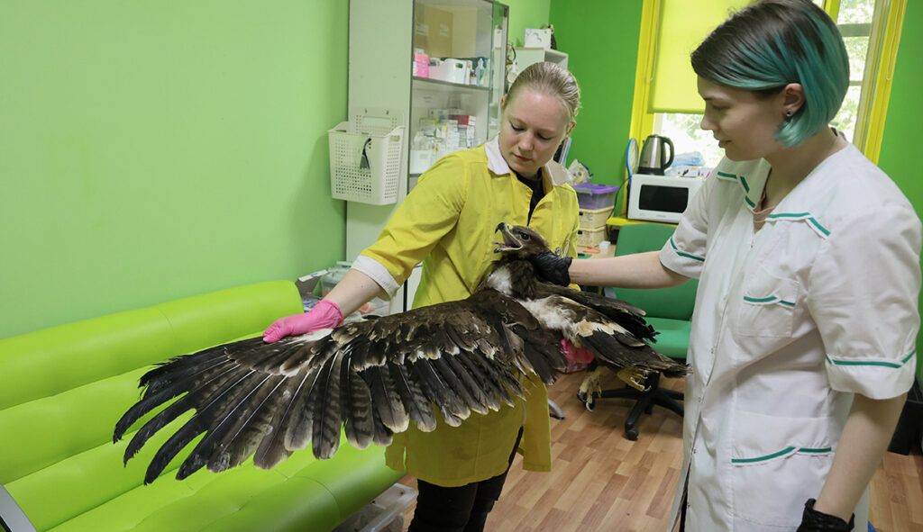 Замдиректора центра реабилитации Елена и волонтер Дарья осматривают степного орла