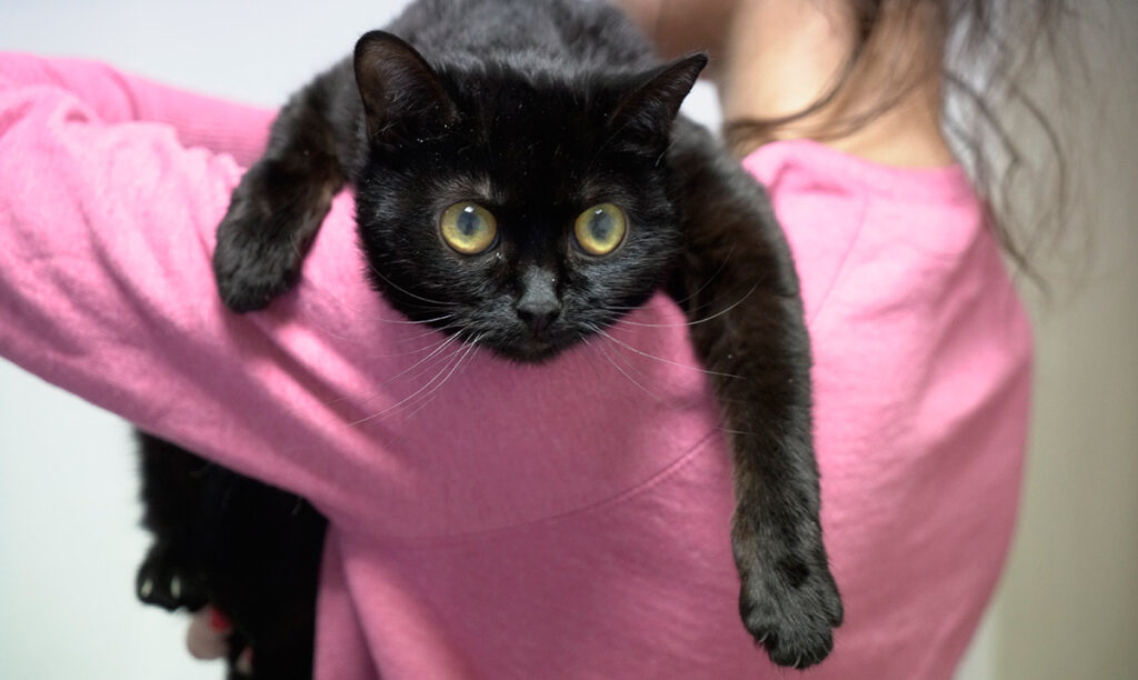 Черная кошка на плече девушки