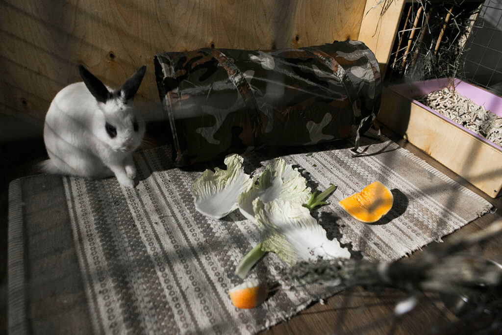 Белый кролику с черными ушками и глазками в вольере на коврике. На полу разрезанная тыква и пекинская капуста