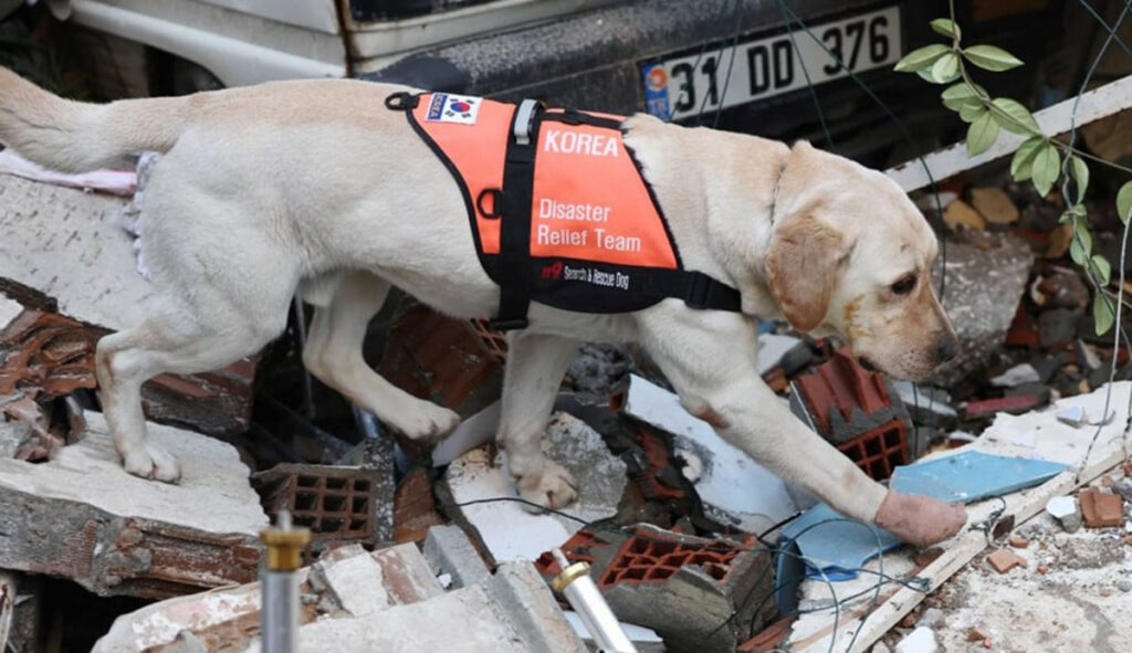 Отважный корейский пес Тобаеки поранил лапу, но не прекратил поиски людей