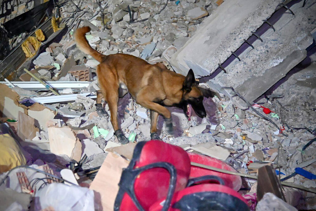 Французская собака-спасатель среди обломков в городе Османие, Турция