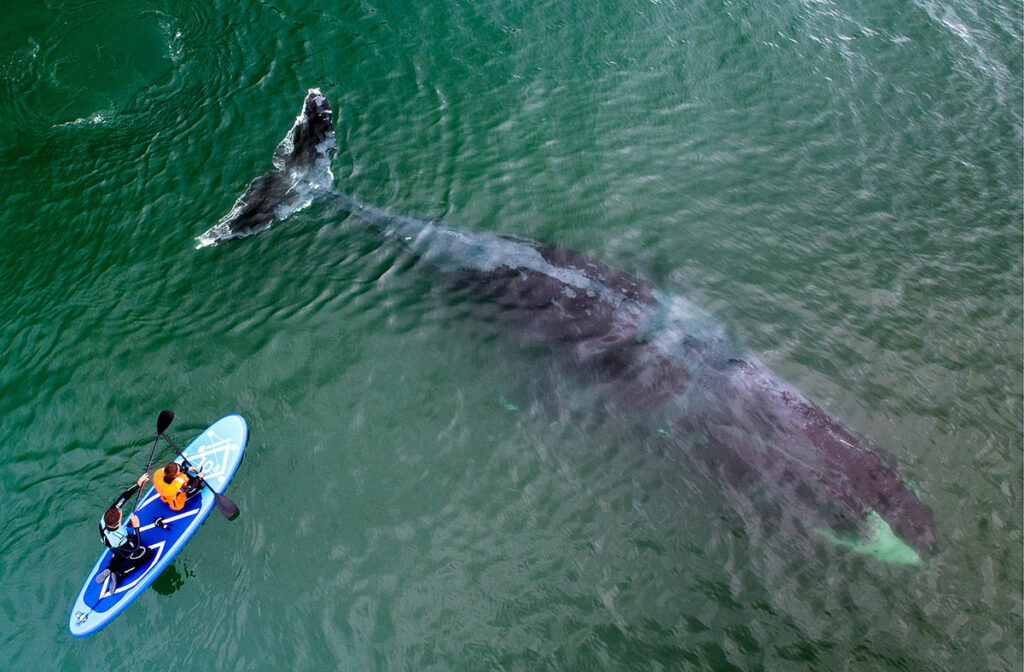 Гренландский кит в бухте Врангеля