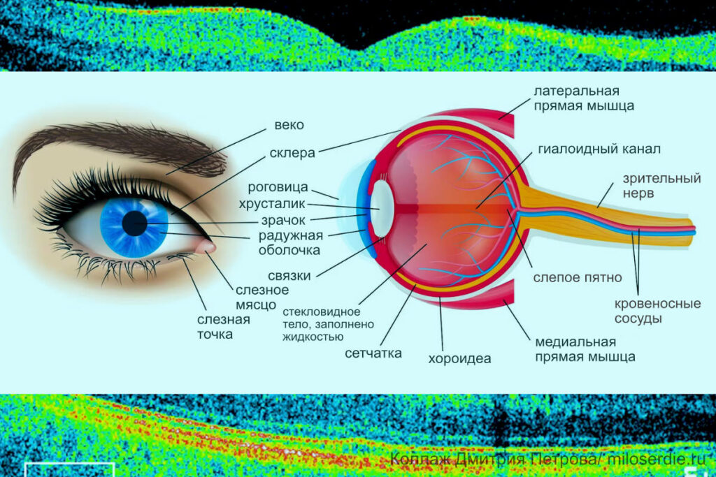 Коллаж. Структура глаза