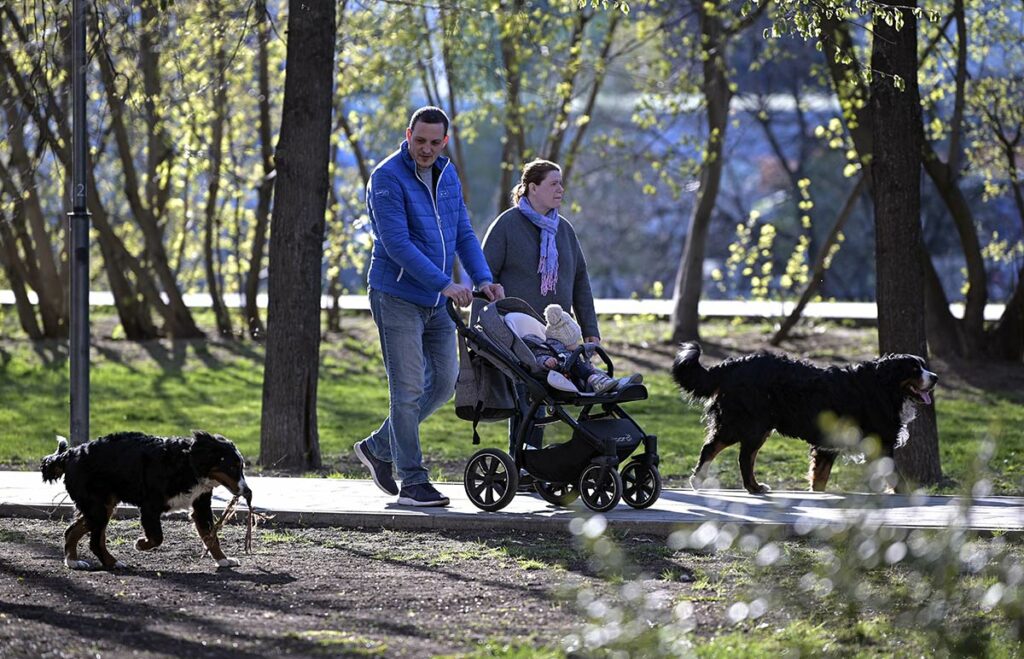 Семья на на прогулке с двумя собаками в парке