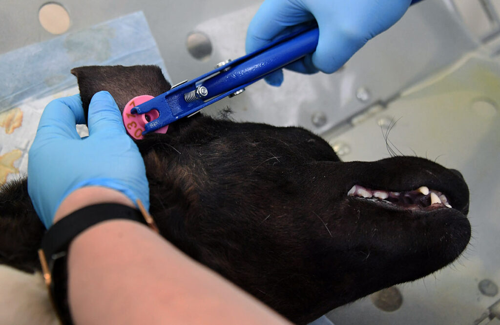 Ветеринарный врач чипирует собаку
