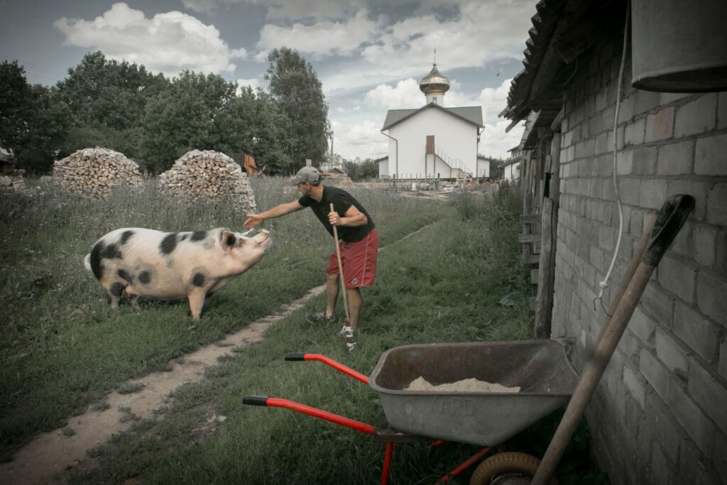 Мужчина гладит свинью, на заднем плане церковь