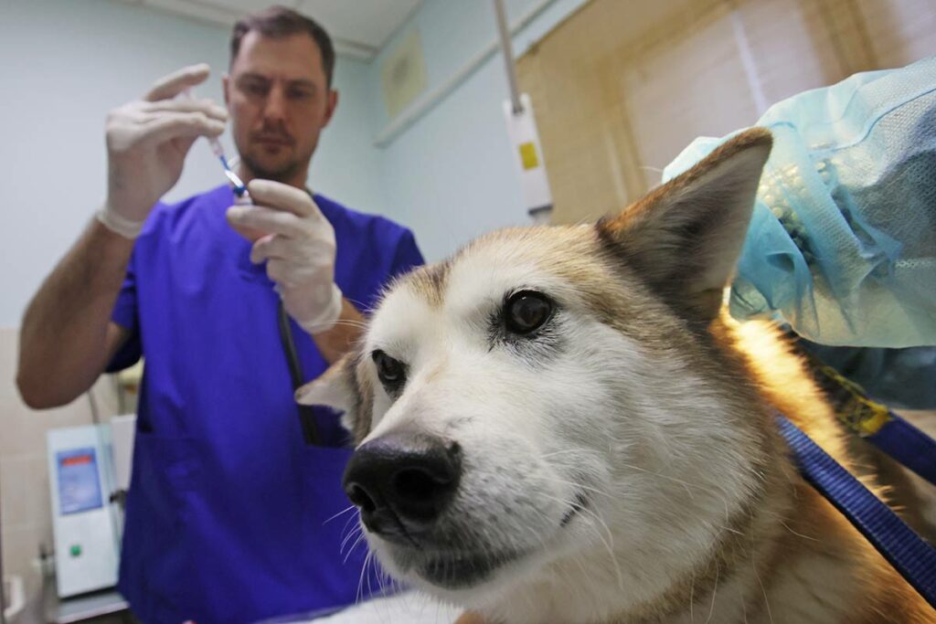 Вакцинация от бешенства препаратом «Мультикан-8» в приюте для безнадзорных животных «Зоорассвет» в Москве
