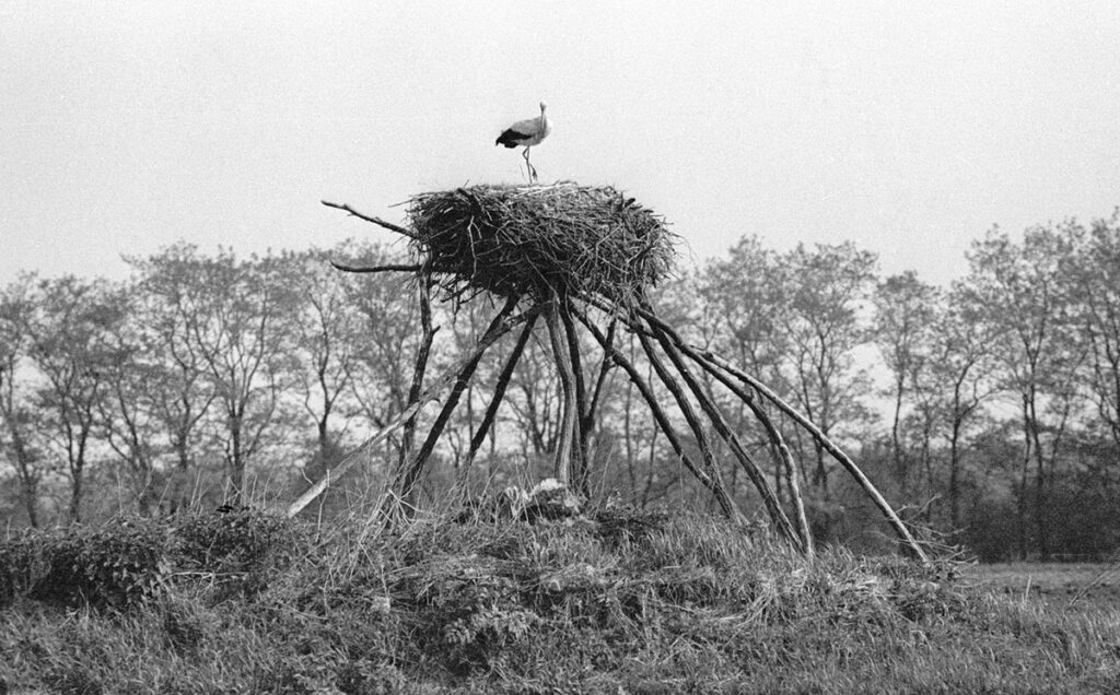 Гнездо аиста в зоне Чернобыльской АЭС