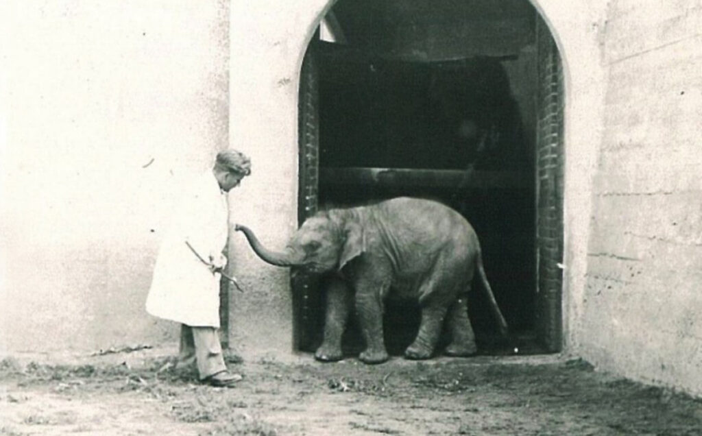 Рождение слоненка стало одним из ярких событий зоопарка