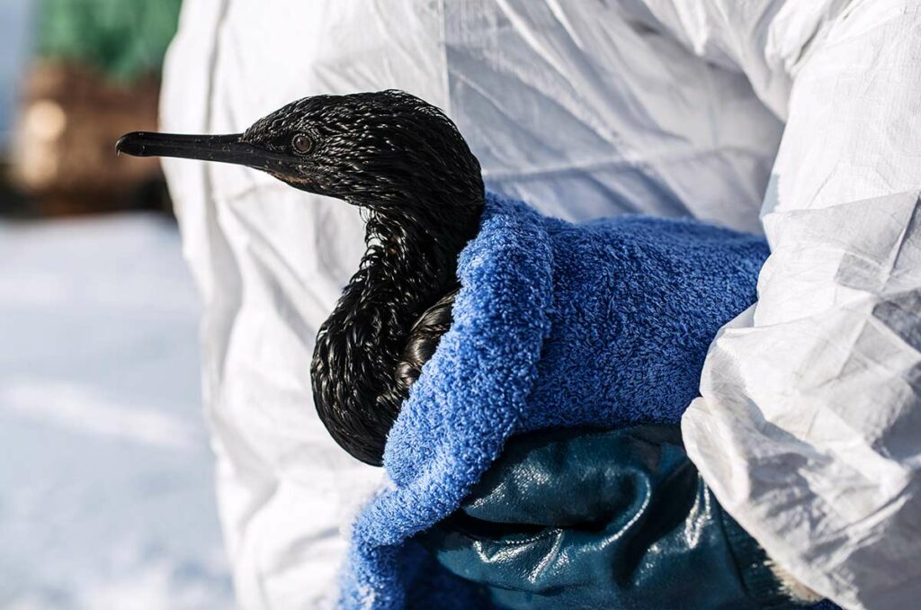 Волонтеры совместно с МЧС отлавливают ослабевших птиц в Невельске Сахалинской области