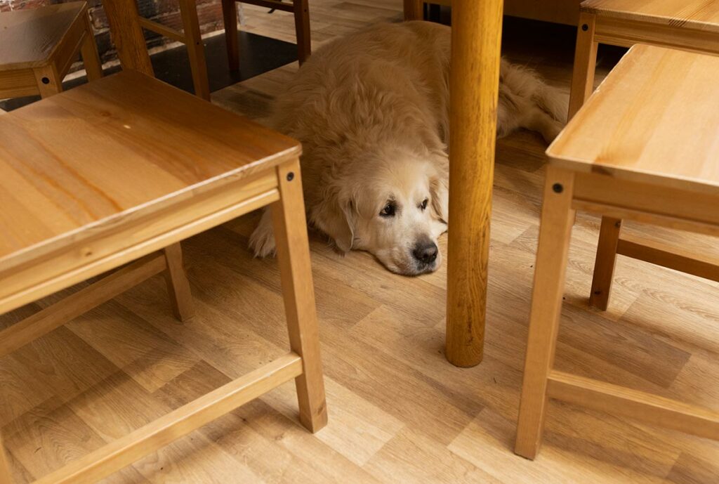 Собака под столом