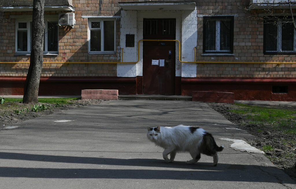 Кошка во дворе на одной из улиц в Москве