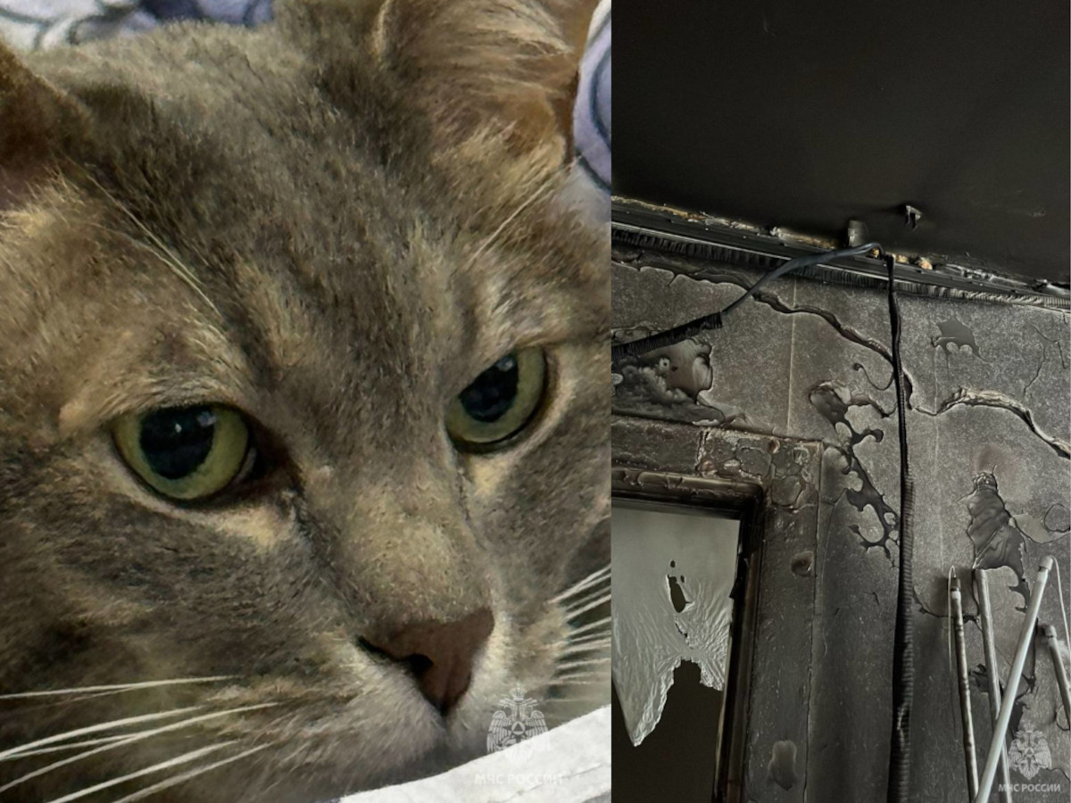 высказывания о котах в доме. приметы про кота. что значит кот пришел. описание черного кота. что значит кот пришел.