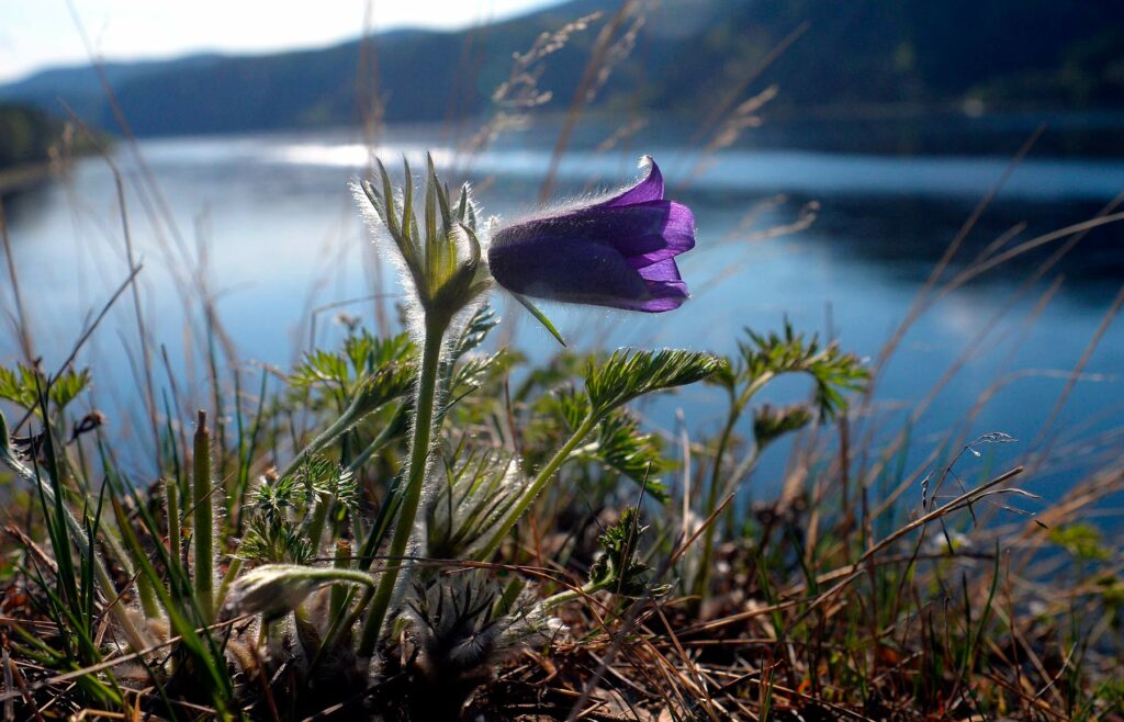 Ветреница раскрытая (лат. Anmone ptens) или Прострел раскрытый (Pulsatilla pten) на берегу Енисея недалеко от Красноярска.