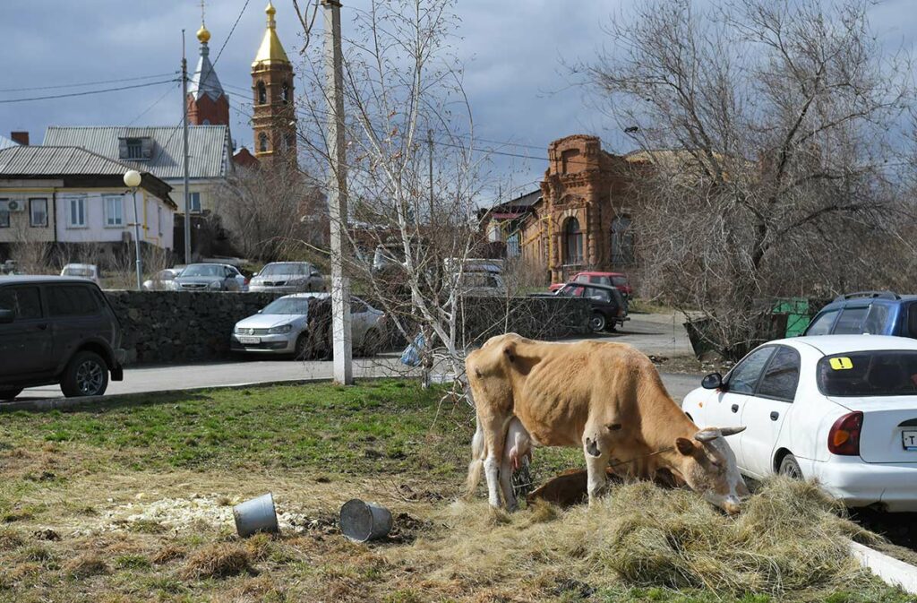 Район Старого города в Орске, на первом плане корова, жующая сено