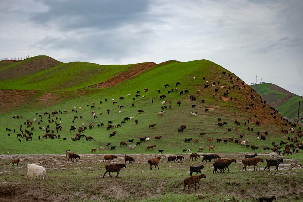 По дороге из Душанбе в Бохтар. Красивый пейзаж с отарой овец