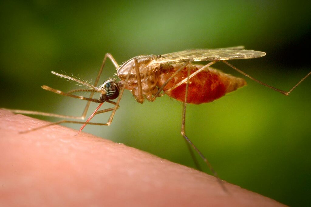 Самка малярийного комара Anopheles funestus. В 2020 году это заболевание убило более 620 000 человек и стало причиной 241 миллиона случаев заболевания, в основном среди детей до 5 лет в Африке.