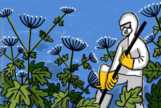 Рисунок. Как уничтожить борщевик Сосновского