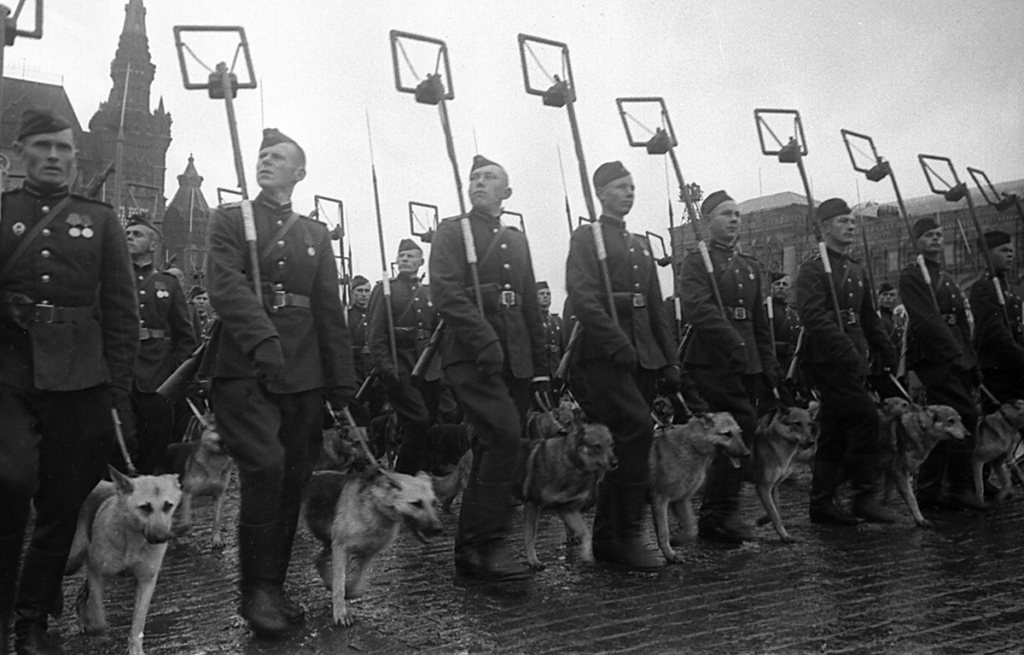Парад Победы на Красной площади в Москве 24 июня 1945 года в честь победы СССР над Германией. Саперы с собаками минно-розыскной службы проходят по Красной площади во время Парада Победы.
