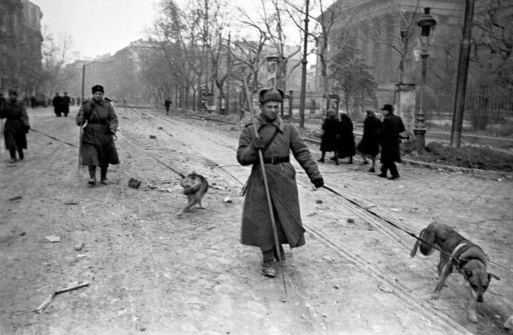 Советские саперы с собаками минно-розыскной службы на Музейном бульваре Будапешта. Справа – здание Венгерского национального музея. Будапештская стратегическая наступательная операция. Фото: Евгений Халдей / архив РИА Новости, 14.02.1945