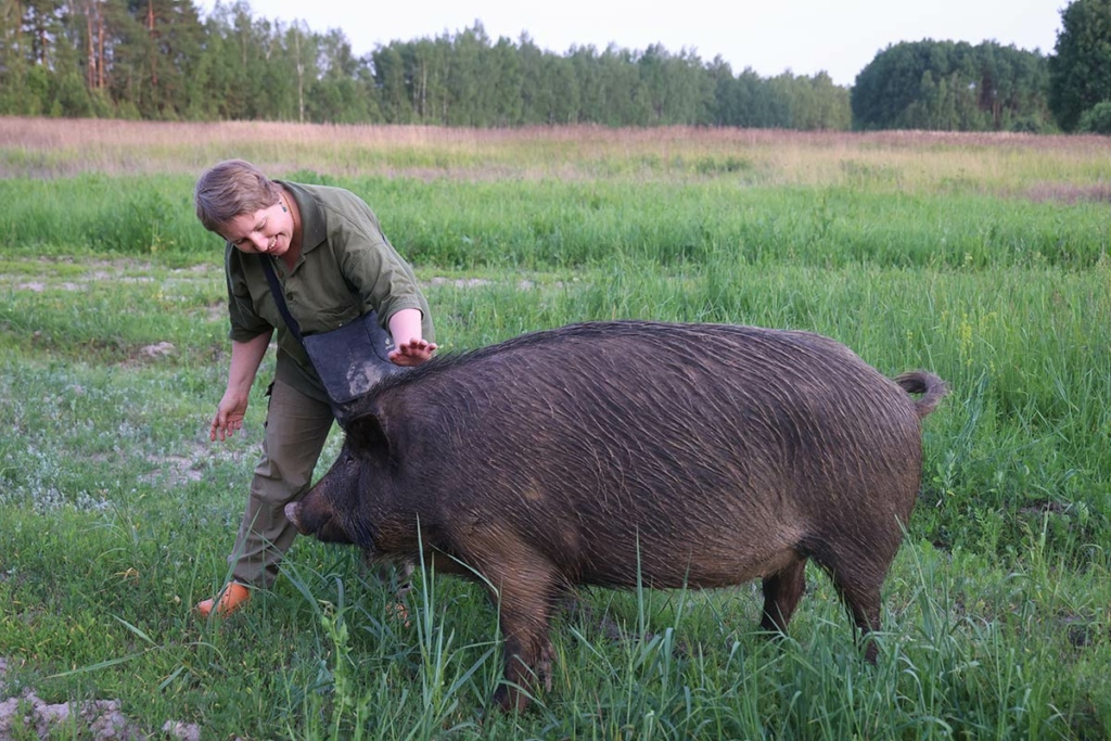 Женщина гладит кабана