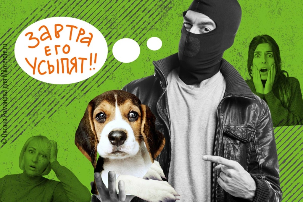Коллаж. Зоомошенники