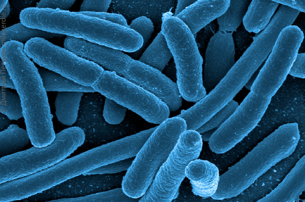 Микрофлора кишечника под микроскопом