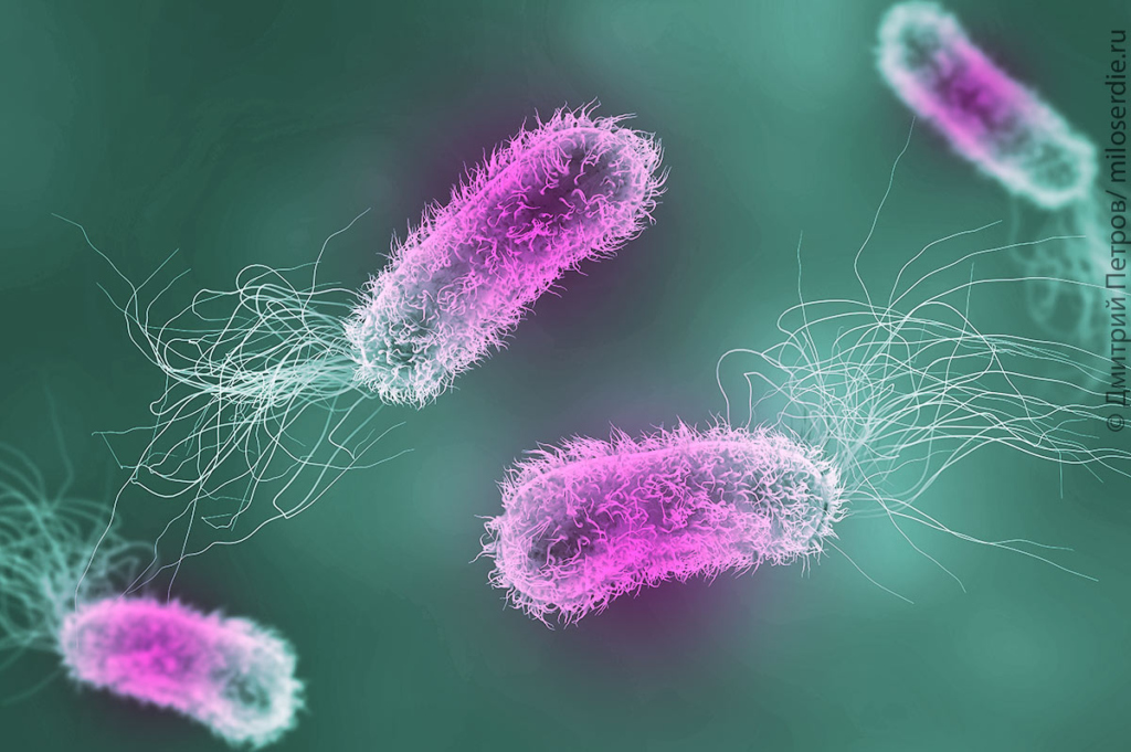 Фото под микроскопом бактерии, синегной палочки вызывающей сепсис