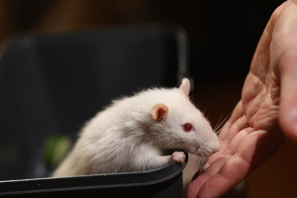 Фотография белой крысы 
