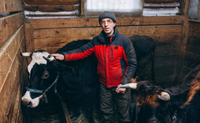 Мужчина в хлеву с коровой