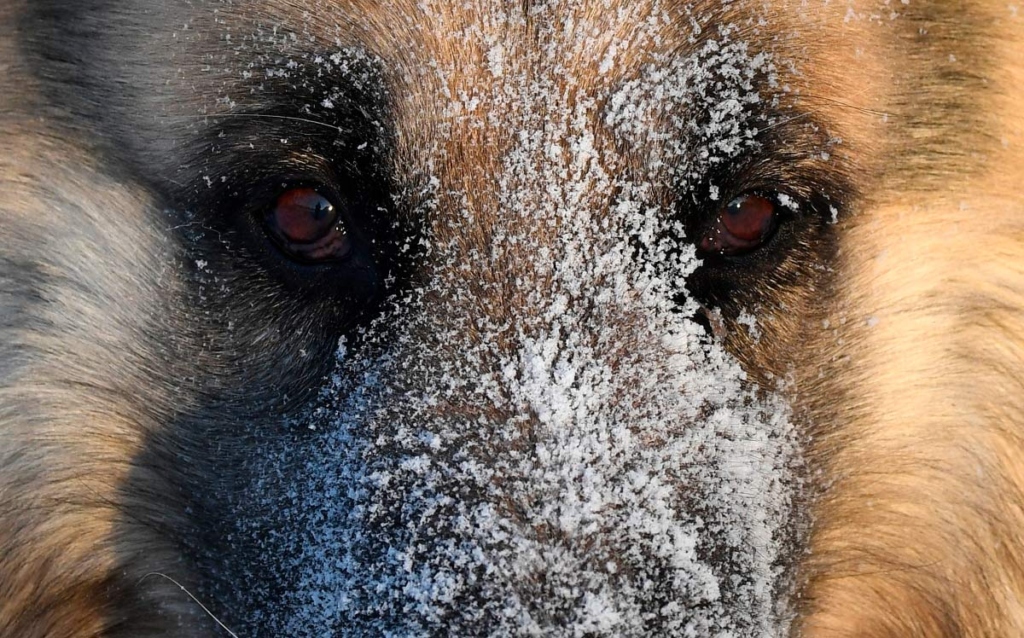 портрет собаки