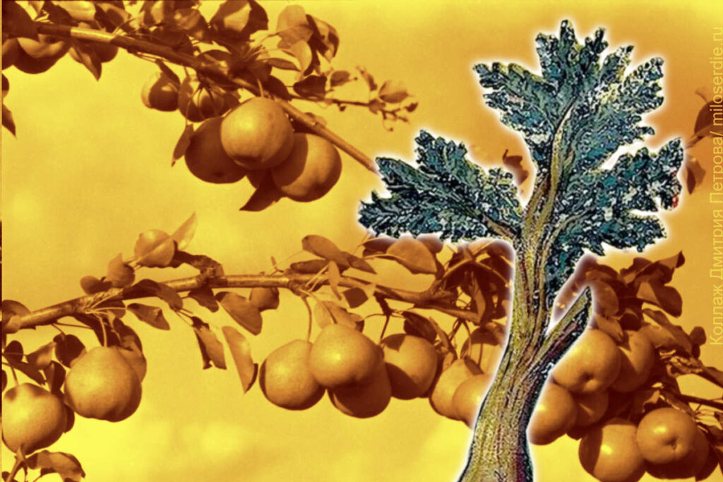 Коллаж Дмитрия Петрова 