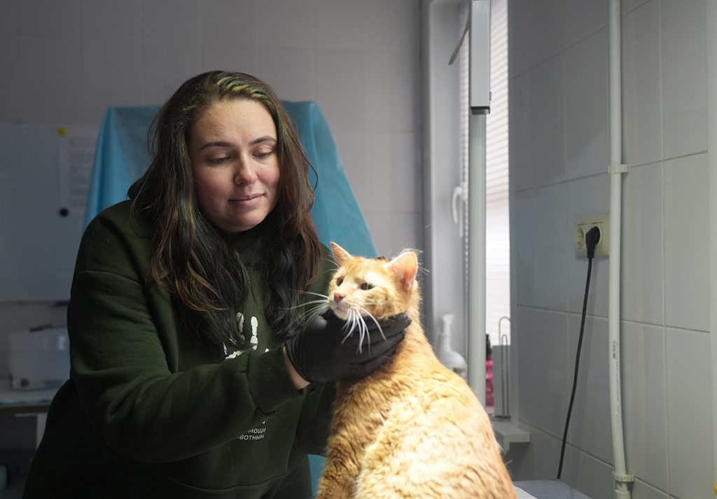 Молодая женщина медицинских перчатках ухаживает за кошкой 